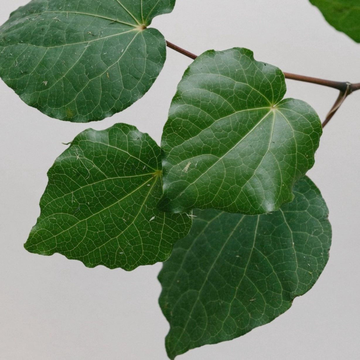 AOTEA カワカワバーム(アルミチューブ) 10ml - Kawakawa Balm 10ml Tube