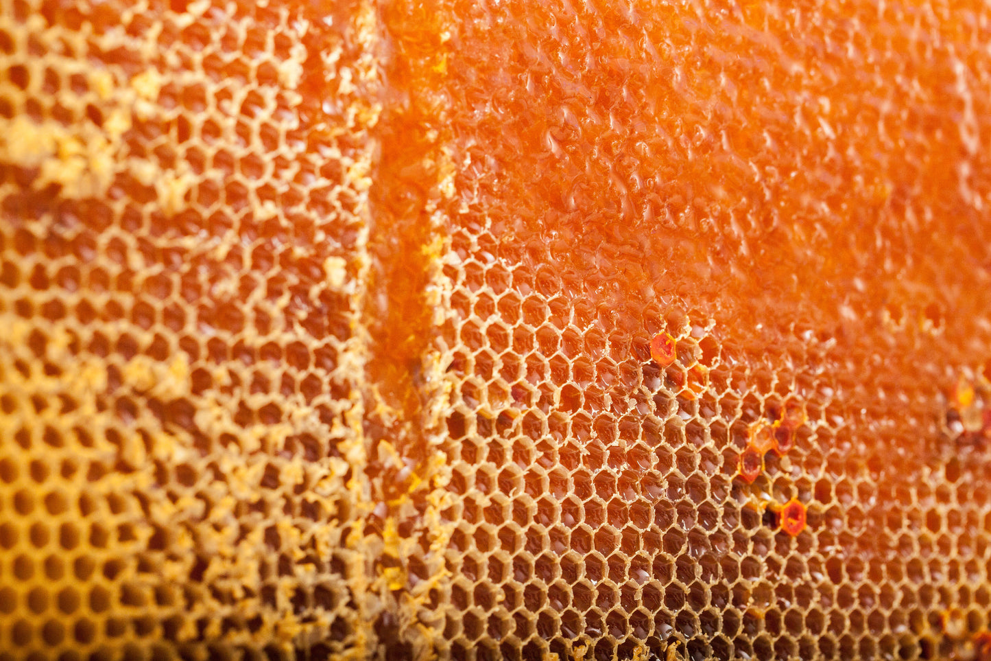 Toru (トル) マヌカハニー MGO500+ (250g) Toru Manuka Honey