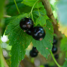 Load image into Gallery viewer, 有機JAS フリーズドライカシス (粒) 40g - Freeze Dried Organic Blackcurrants