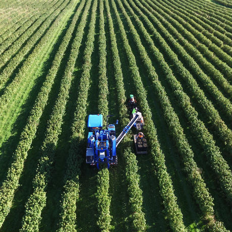 有機JAS フリーズドライカシス(粒)120g - Freeze Dried Organic Blackcurrants