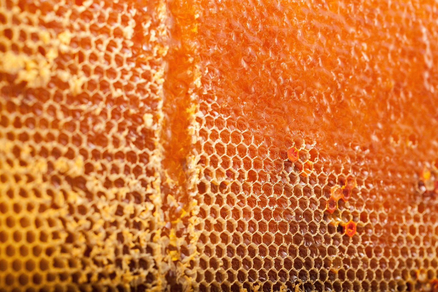 Toru (トル) マヌカハニー MGO100+ （250g） Toru Manuka Honey