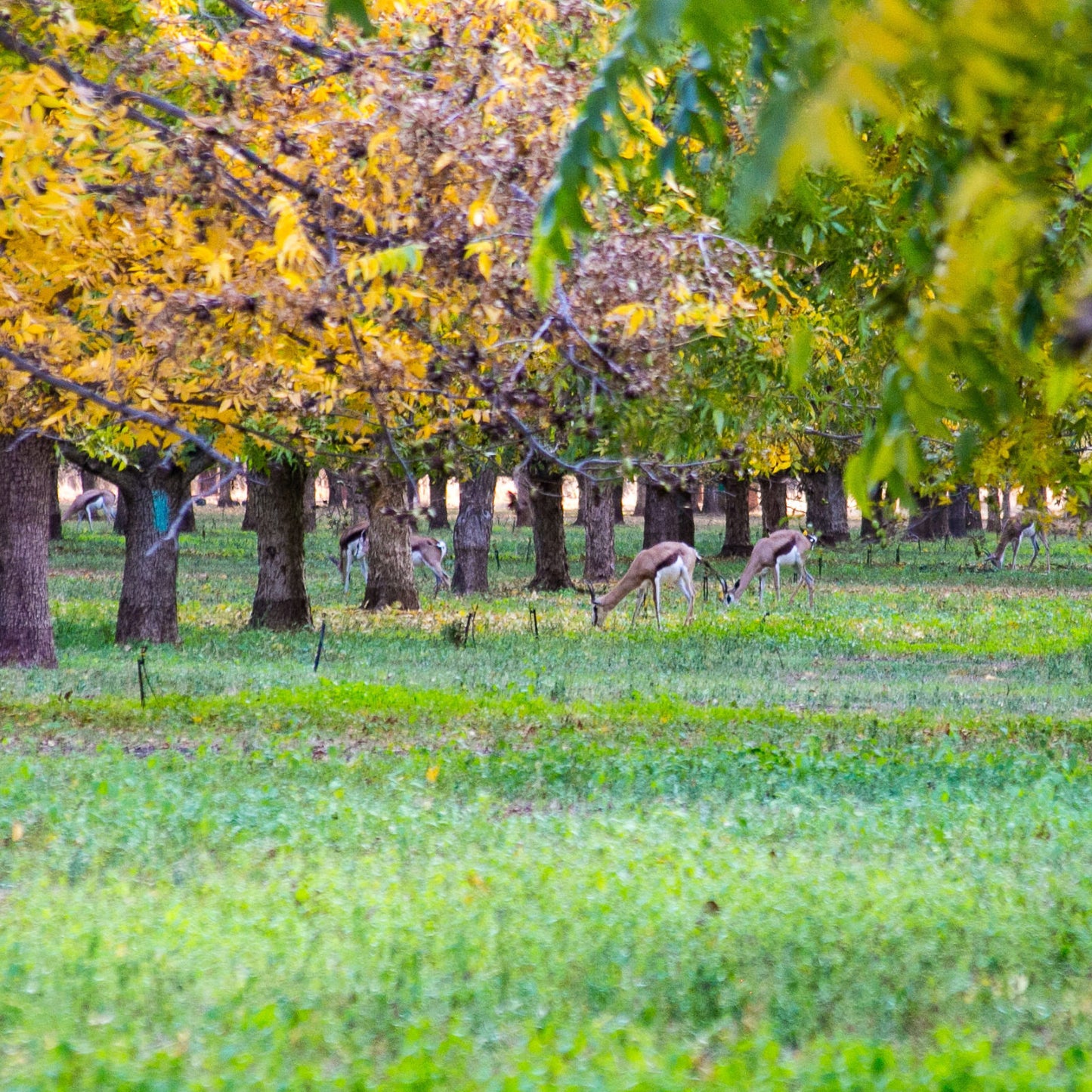 Pikan 生ピーカンナッツ　80g - Raw Pecan Nuts