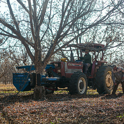 Pikan  生ピーカンナッツ　200g　- Raw Pecan Nuts