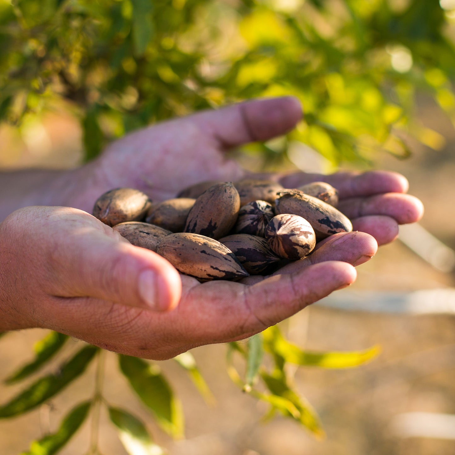 Pikan  生ピーカンナッツ　200g　- Raw Pecan Nuts