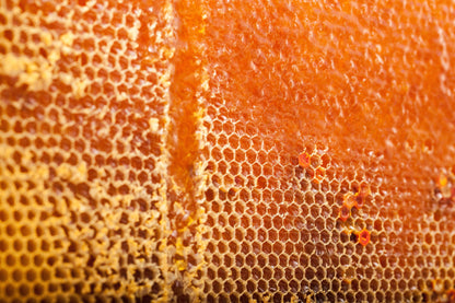 Toru (トル) マヌカハニー MGO830+ (250g) Toru Manuka Honey