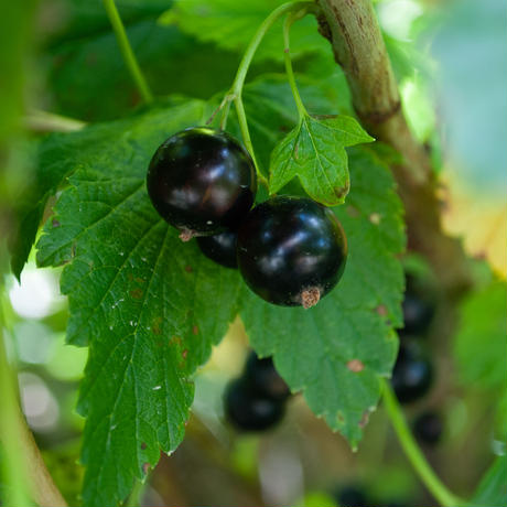 有機JAS フリーズドライカシス(粒）120g -　Freeze Dried Organic Blackcurrants