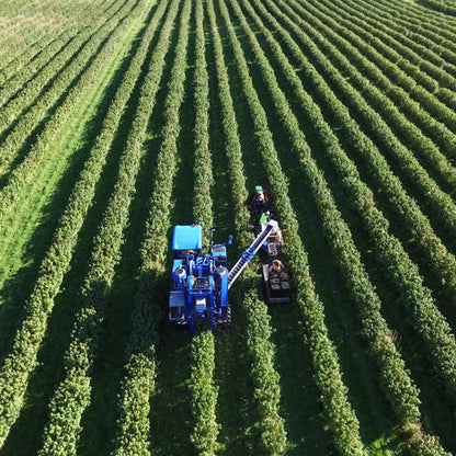 有機JAS フリーズドライカシス(粒）120g -　Freeze Dried Organic Blackcurrants